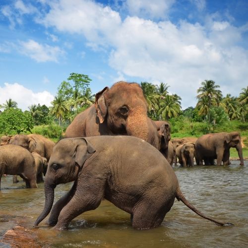 Elefantes en retiro espiritual Sri Lanka