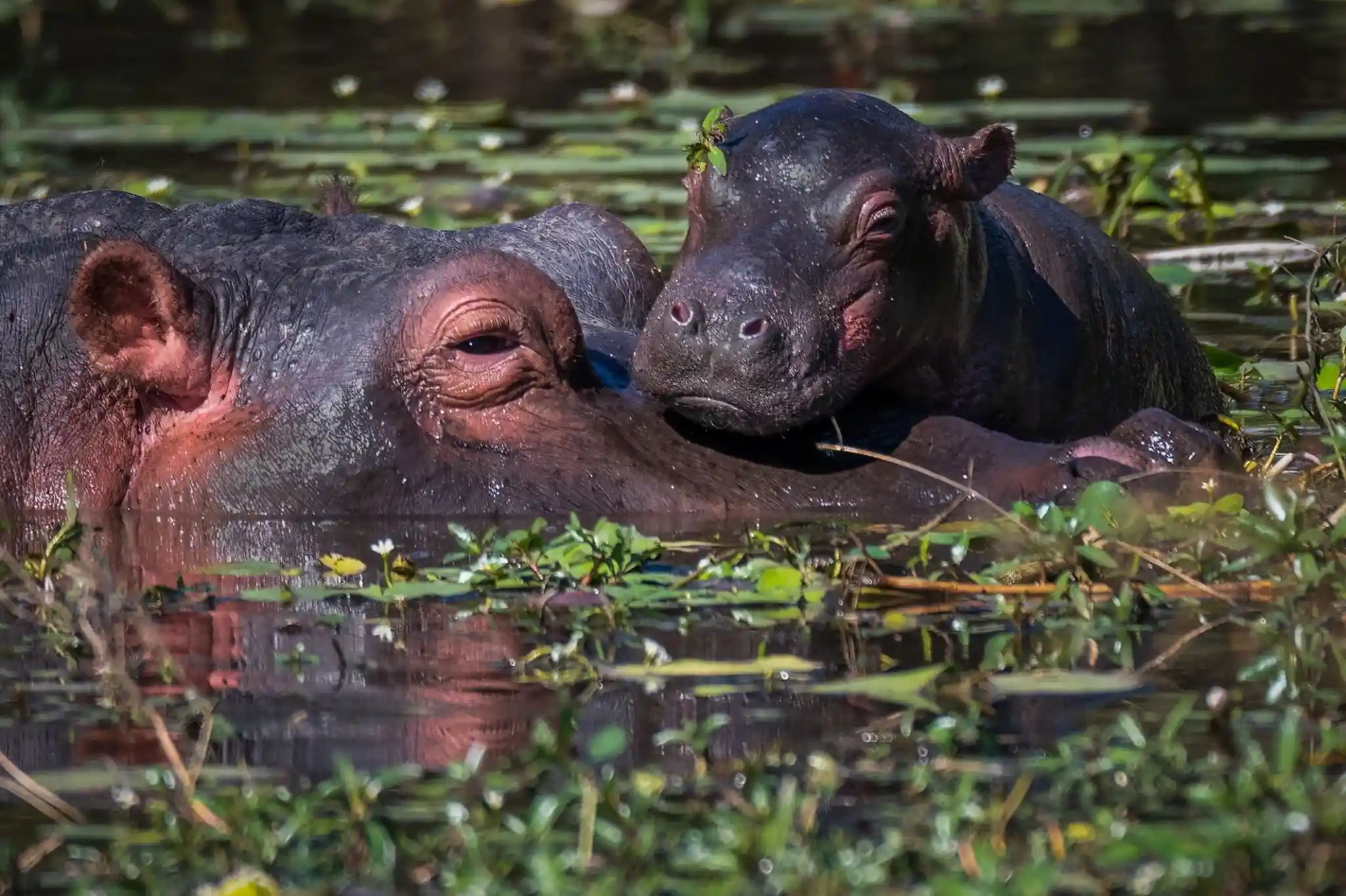 Ecoturismo Responsable, Hipopótamos de Guinea-Bissau